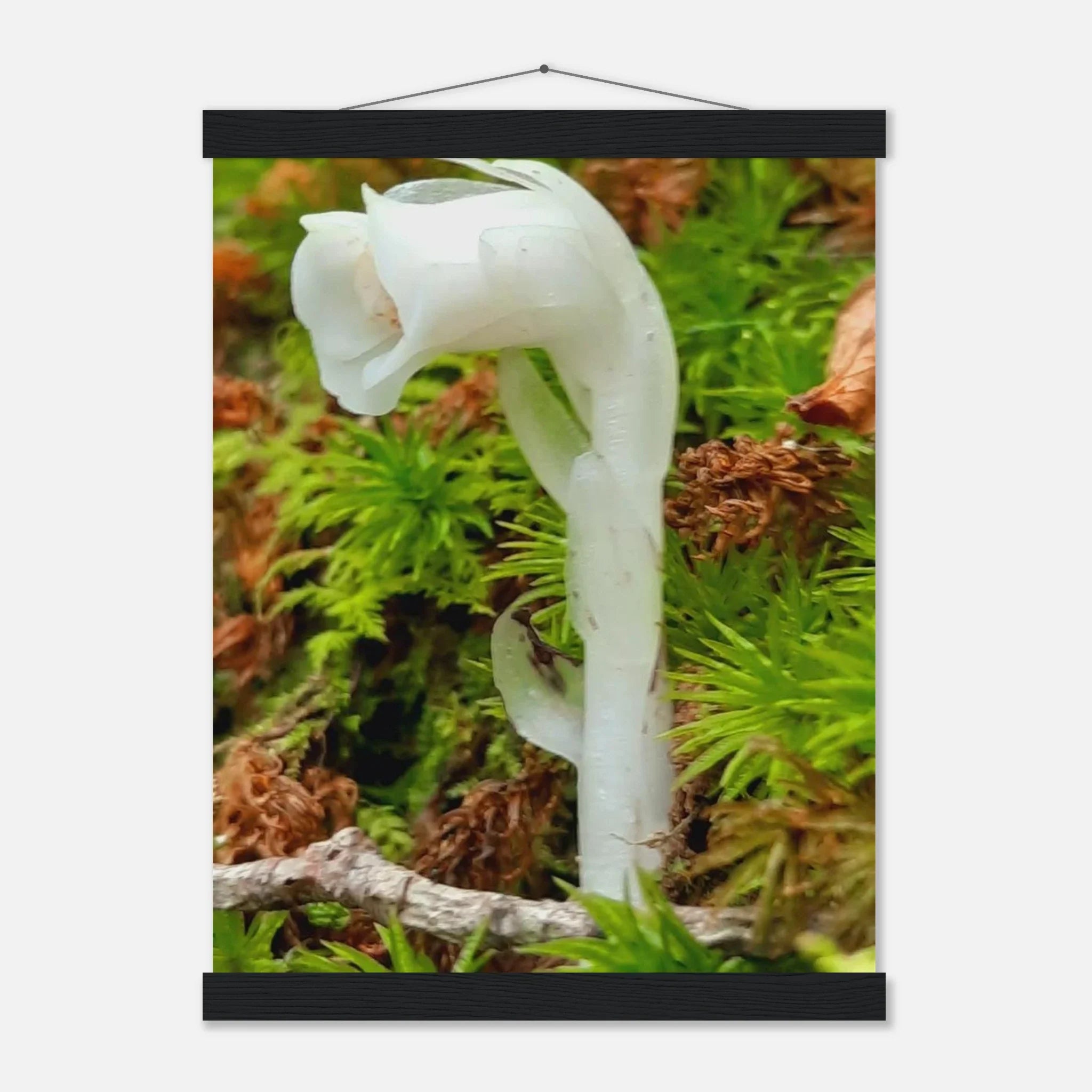 Ghost Pipe, Indian Pipe